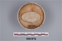 藏品(櫻貝科化石)的圖片